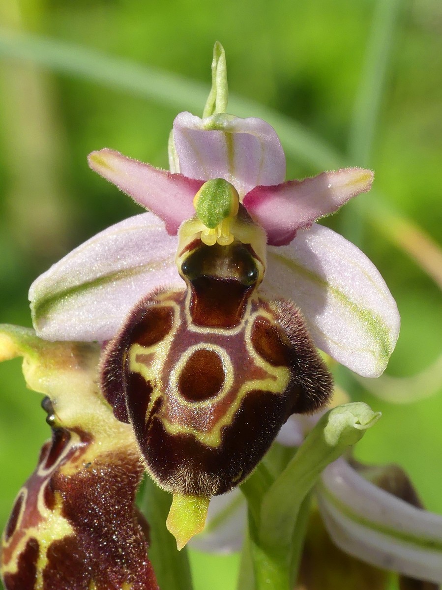 Ophrys exaltata subsp. montis-leonis e forme di variabilit nel Lazio, marzo e aprile 2018